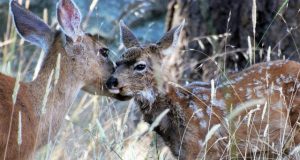 Study shows multiple factors shape timing of birth in mule deer