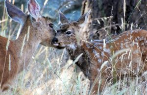 Study shows multiple factors shape timing of birth in mule deer
