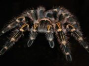 Tarantulas ubiquity traced back to the cretaceous