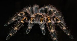 Tarantulas ubiquity traced back to the cretaceous