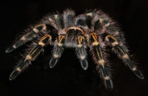Tarantulas ubiquity traced back to the cretaceous