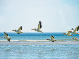 The wave beneath their wings