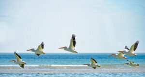 The wave beneath their wings