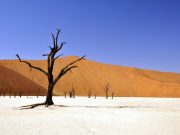 Tree hydraulics and water relations