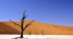 Tree hydraulics and water relations