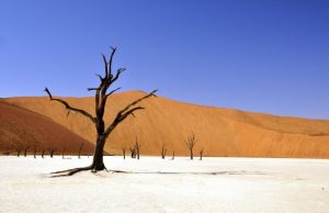 Tree hydraulics and water relations: Why trees die as a result of drought Tree hydraulics and water relations