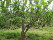 Undruggable cancer protein becomes druggable thanks to shrub