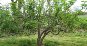 Undruggable cancer protein becomes druggable thanks to shrub