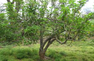 Undruggable cancer protein becomes druggable thanks to shrub