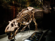 Walk the dinosaur