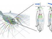 Whisker simulation gives insight into mammals sense of touch