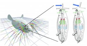 Whisker simulation gives insight into mammals sense of touch
