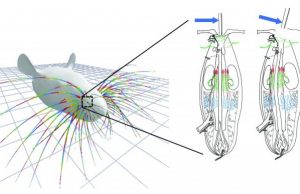 Whisker simulation gives insight into mammals sense of touch