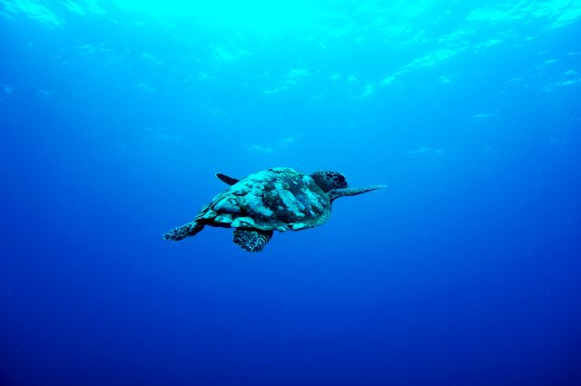 sea turtle in ocean by Andres Abogabir via unsplash