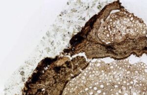 18.5 million year old vine fossil identified as new species
