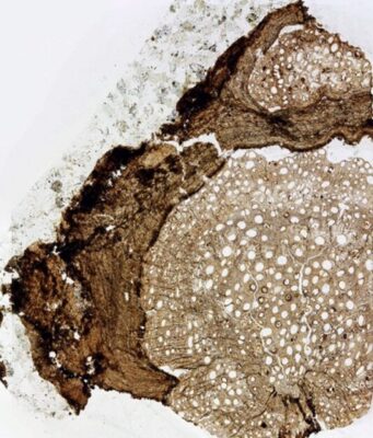 18.5 million year old vine fossil identified as new species 18.5 million year old vine fossil identified as new species