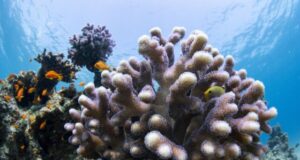 Cell atlas of stony corals is boost for coral reef conservation efforts