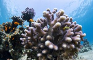 Cell atlas of stony corals is boost for coral reef conservation efforts