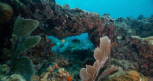 Coral reefs prevent more than 5.3 billion in potential flood damage for U.S. property owners study finds