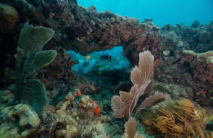 Coral reefs prevent more than 5.3 billion in potential flood damage for U.S. property owners study finds