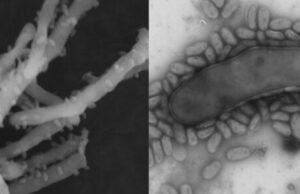 Discovery of new organism could solve common problem in wastewater treatment