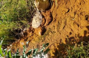 Long term monitoring shows successful restoration of mining polluted streams