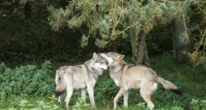 Mating with relatives