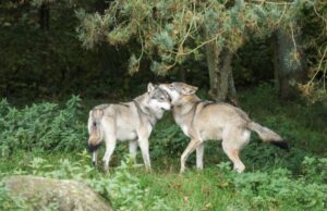 Mating with relatives