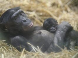 New bonobo genome fine tunes great ape evolution studies