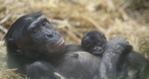 New bonobo genome fine tunes great ape evolution studies