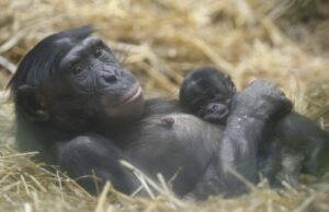 New bonobo genome fine tunes great ape evolution studies