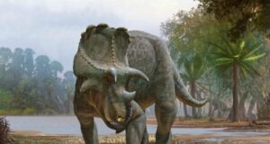 Newly described horned dinosaur from New Mexico was the earliest of its kind