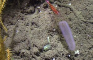 Pyrosomes