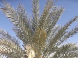 Sequenced genome of extinct date palms germinated from 2000 year old seeds