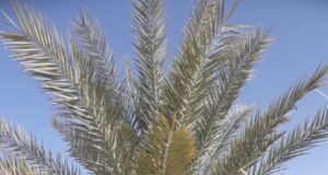 Sequenced genome of extinct date palms germinated from 2000 year old seeds