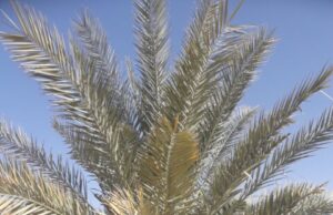 Sequenced genome of extinct date palms germinated from 2000 year old seeds