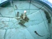 Sharks use Earths magnetic fields to guide them like a map