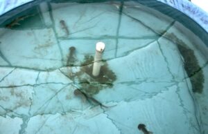 Sharks use Earths magnetic fields to guide them like a map