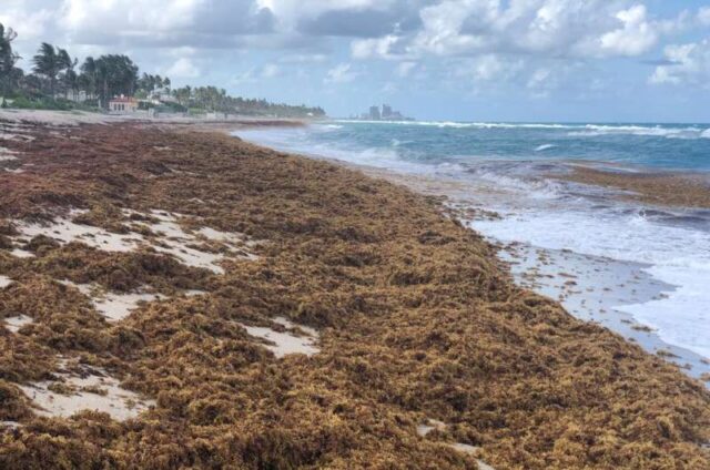 Surge in nitrogen has turned sargassum into the worlds largest harmful algal bloom