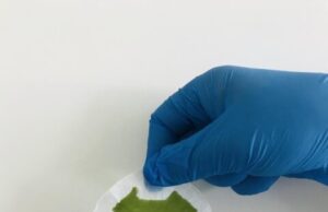 Will your future clothes be made of algae