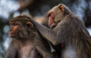Yes you can have more than 150 friends New study deconstructs Dunbars number