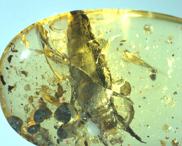 99 million year old snail fossilized in amber while giving birth 1