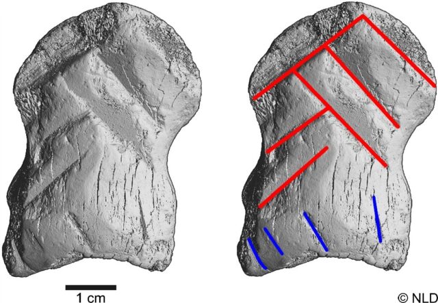 Ancient bone carving could change the way we think about Neanderthals 1