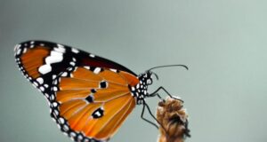 DNA from 93 year old butterfly confirms the first US case of human led insect extinction