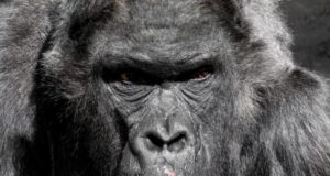 First lethal attacks by chimpanzees on gorillas observed