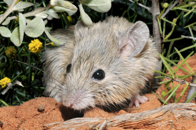 Shock find brings extinct mouse back from the dead 1