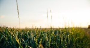 RNA breakthrough creates crops that can grow