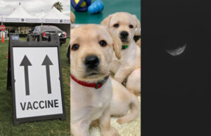 vaccine puppies arizona